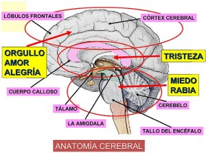 ”cerebro”